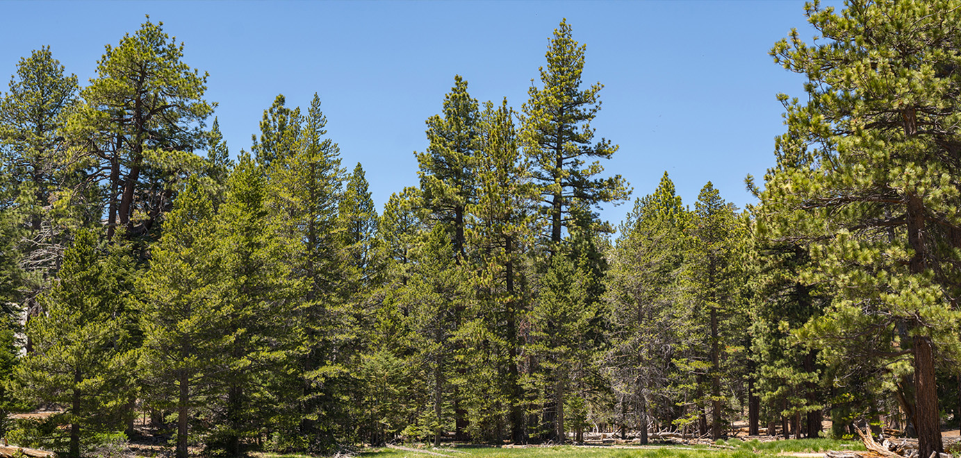 Mount San Jacinto Banner